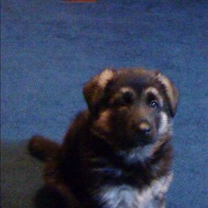 Meet your Posher, Perla